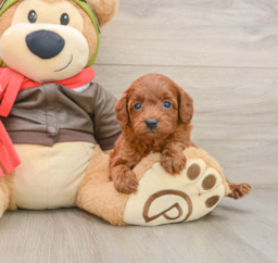 7 week old Cavapoo Puppy For Sale - Premier Pups