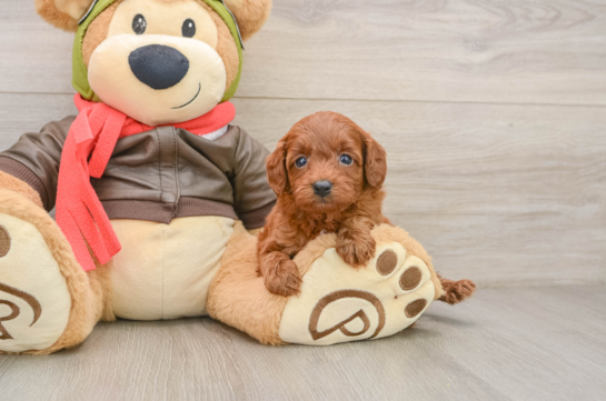 Friendly Cavapoo Baby