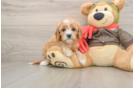 Happy Cavapoo Baby