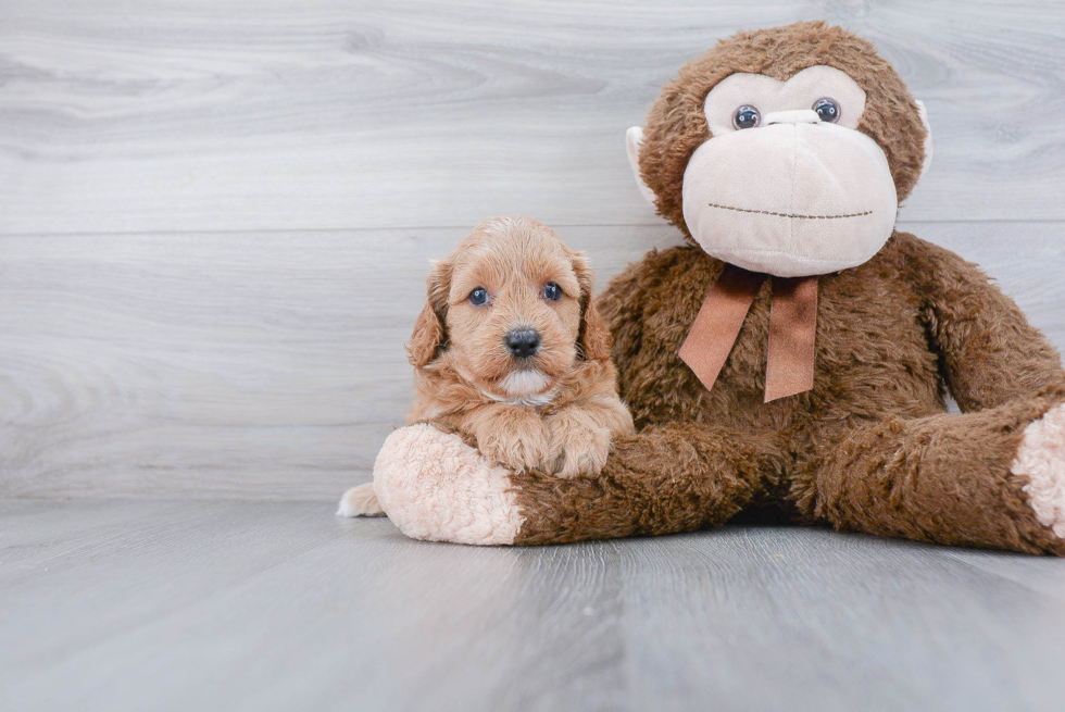 Friendly Cavapoo Baby