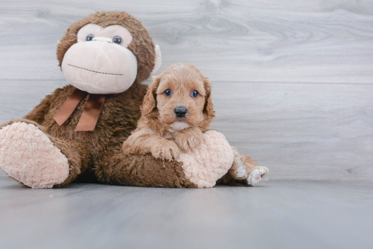 Best Cavapoo Baby