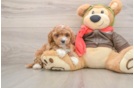 Energetic Cavoodle Poodle Mix Puppy