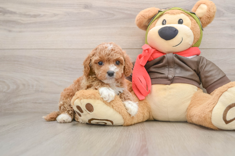 Energetic Cavoodle Poodle Mix Puppy