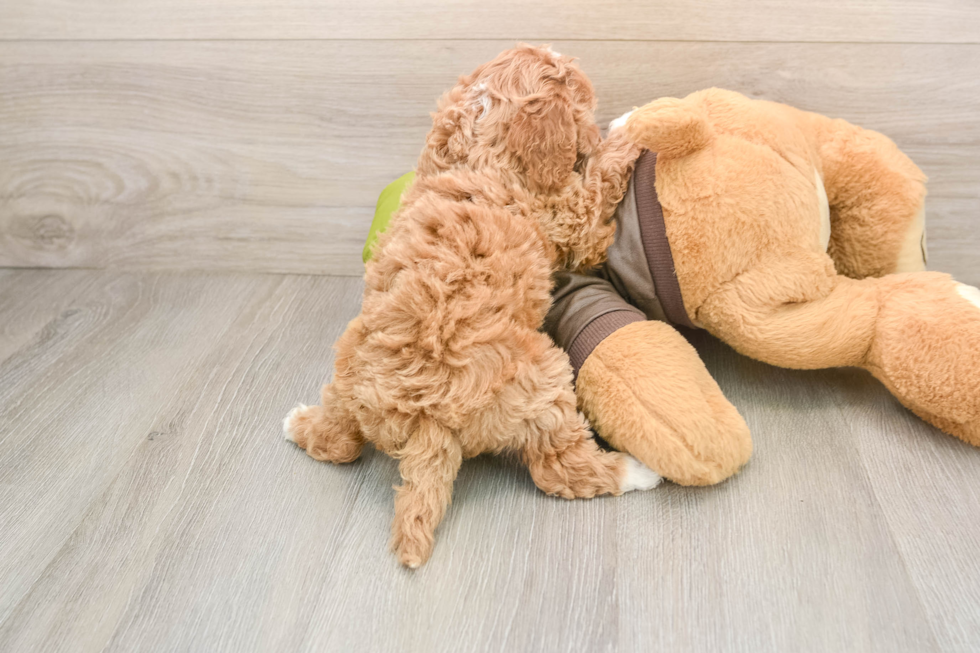 Cavapoo Pup Being Cute