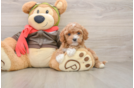 Cavapoo Puppy for Adoption