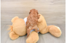 Fluffy Cavapoo Poodle Mix Pup