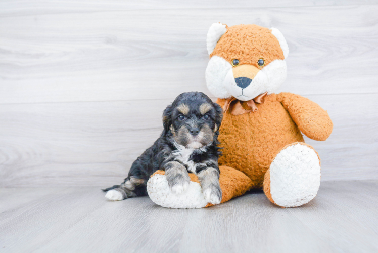 Cavapoo Pup Being Cute