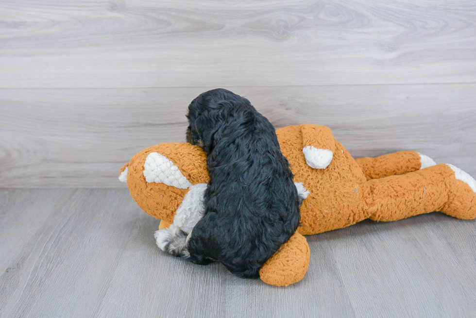 Sweet Cavapoo Baby
