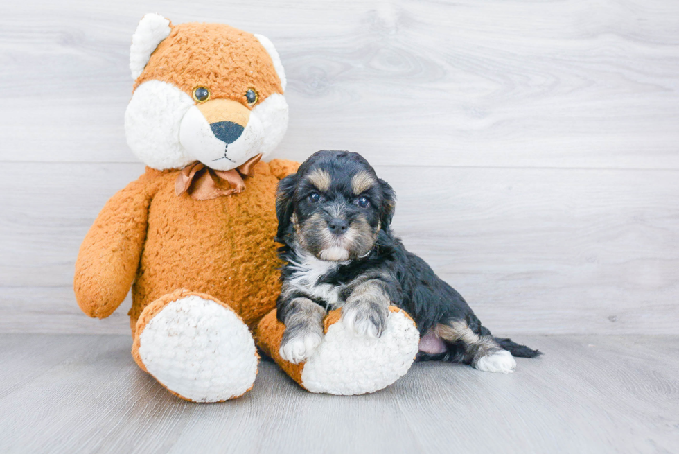 Energetic Cavoodle Poodle Mix Puppy