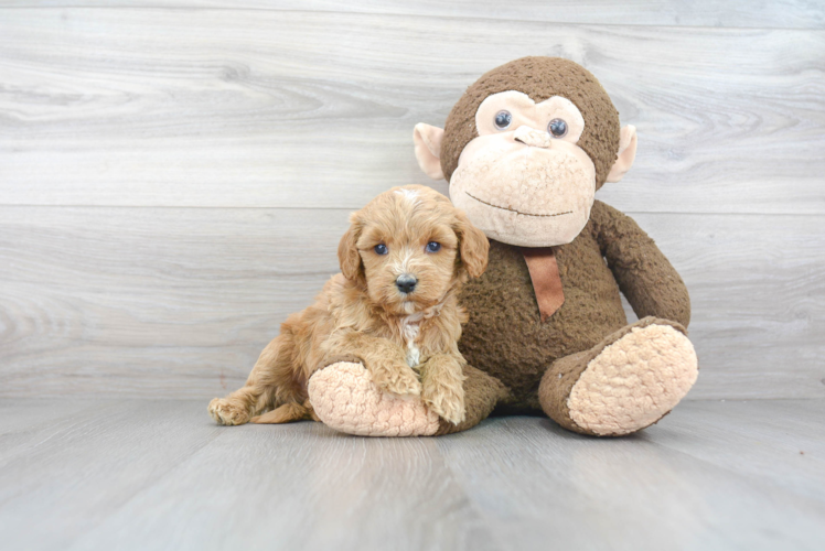 Cavapoo Pup Being Cute