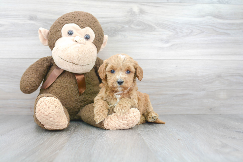 Sweet Cavapoo Baby