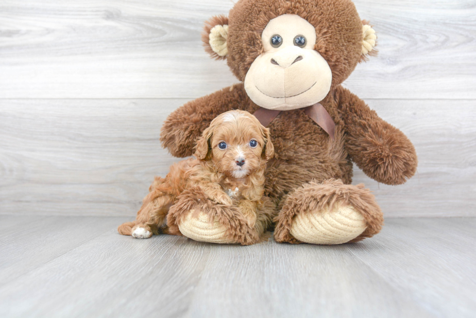 Cavapoo Pup Being Cute