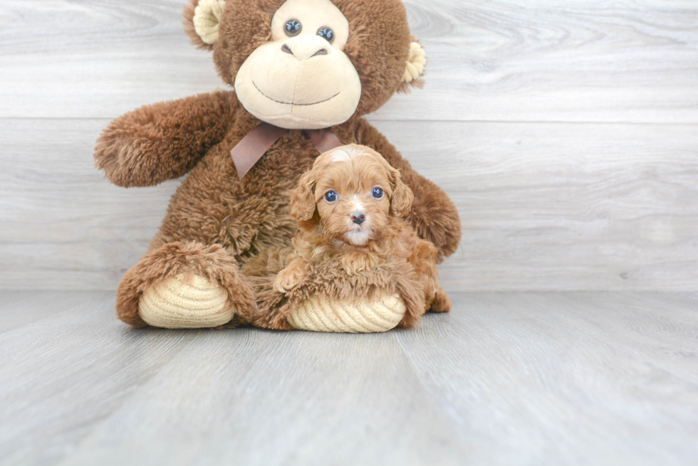 Cavapoo Pup Being Cute