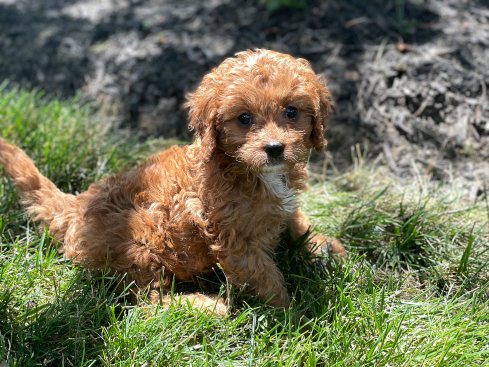 Little Cavoodle Poodle Mix Puppy