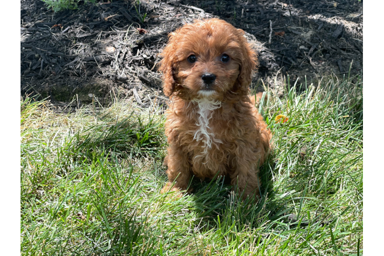 Cavapoo Puppy for Adoption