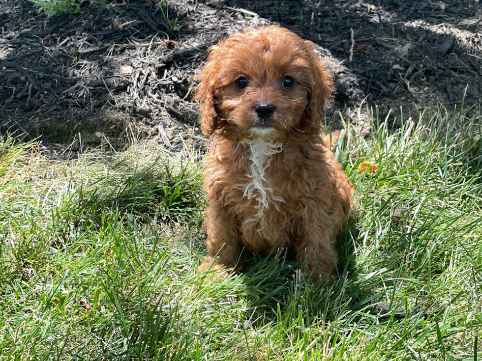 Cavapoo Puppy for Adoption