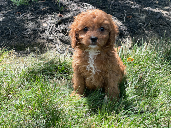 Cavapoo Puppy for Adoption