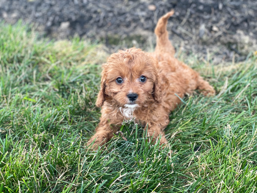 Best Cavapoo Baby