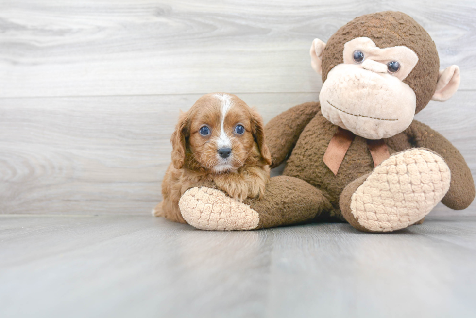 Best Cavapoo Baby