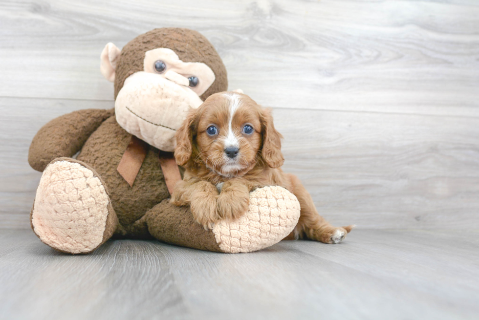 Friendly Cavapoo Baby