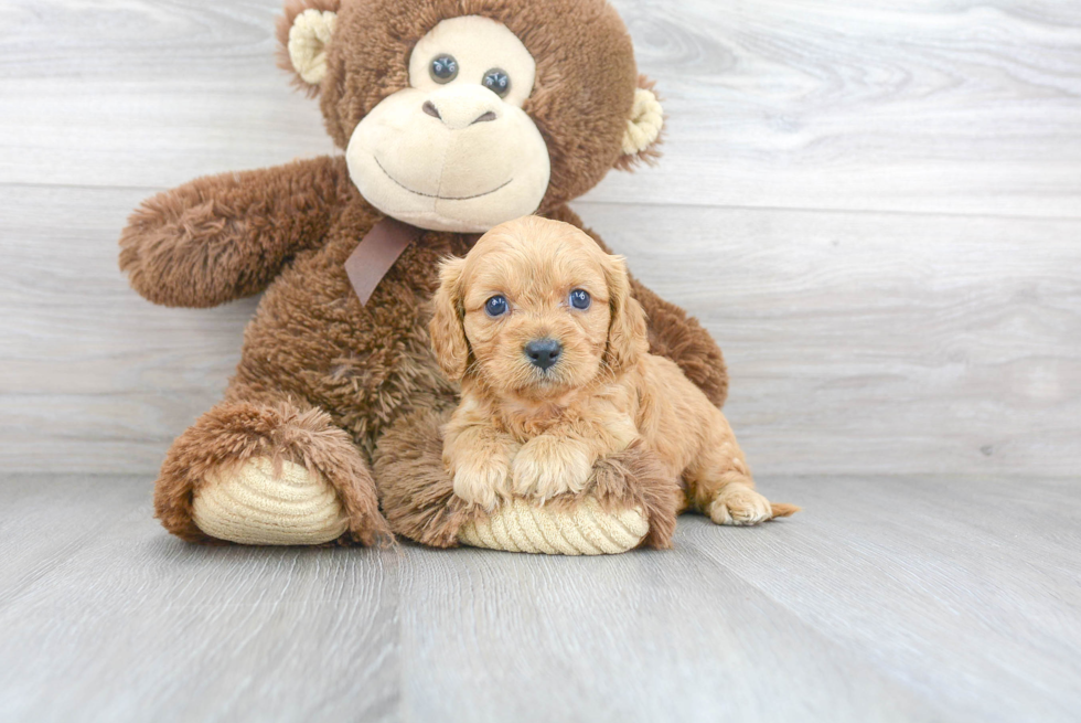 Cavapoo Pup Being Cute