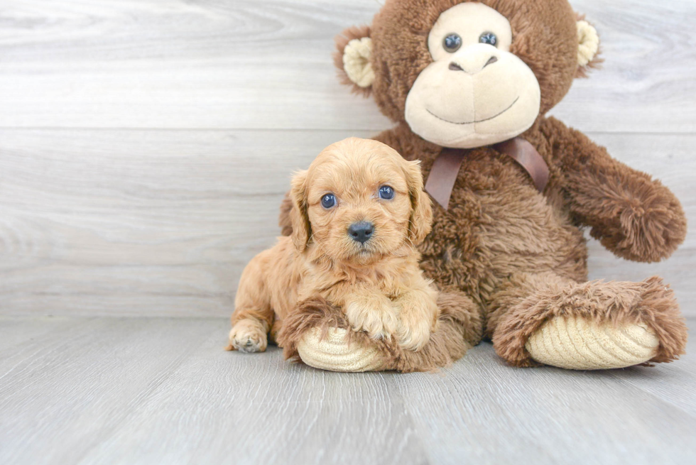 Cavapoo Puppy for Adoption