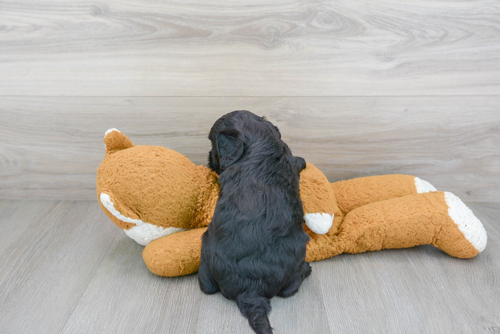 Cavapoo Puppy for Adoption