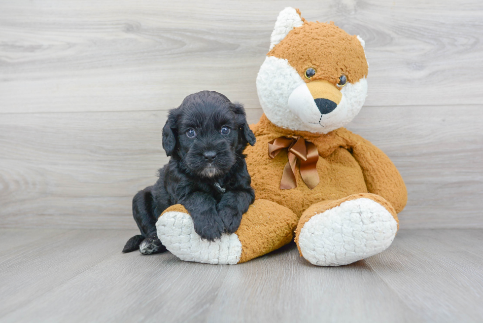 Sweet Cavapoo Baby