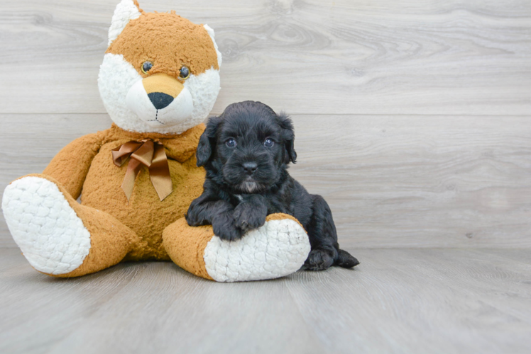 Happy Cavapoo Baby