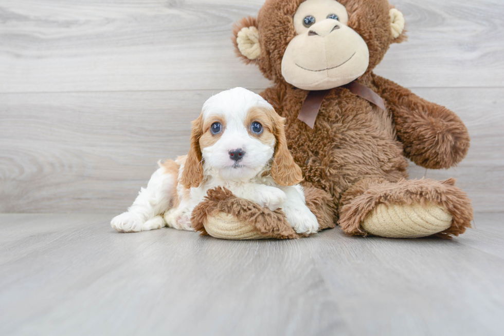 Best Cavapoo Baby