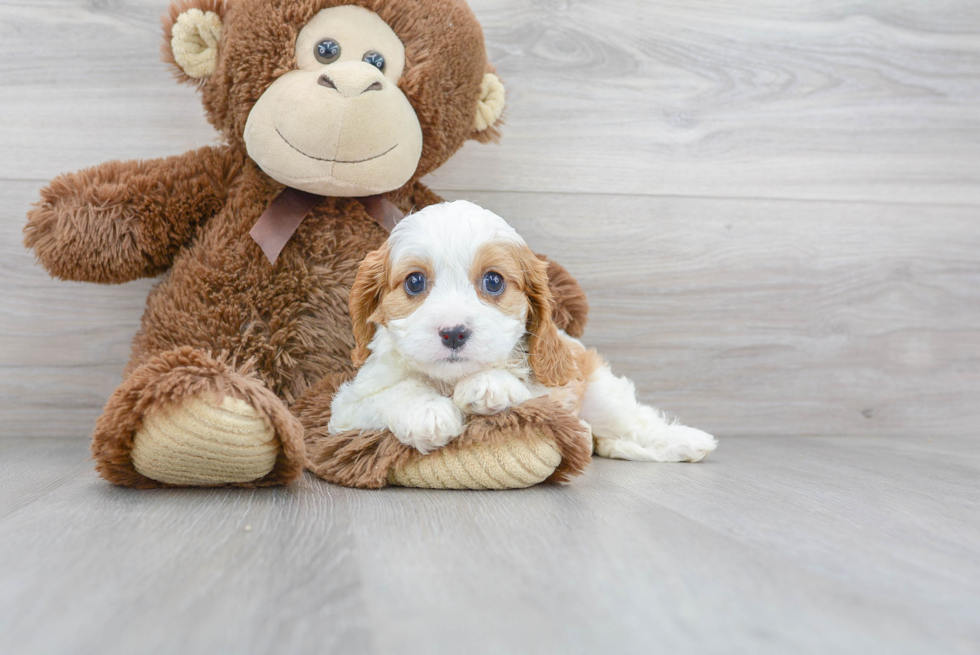 Hypoallergenic Cavoodle Poodle Mix Puppy