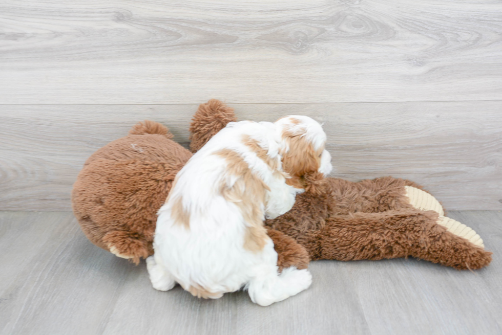 Small Cavapoo Baby