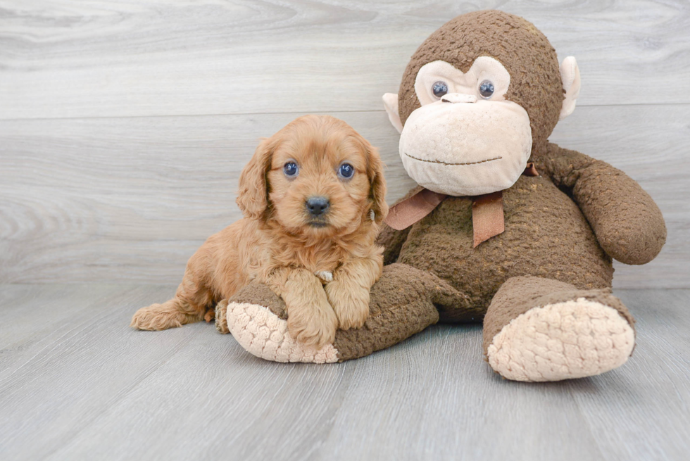 Best Cavapoo Baby