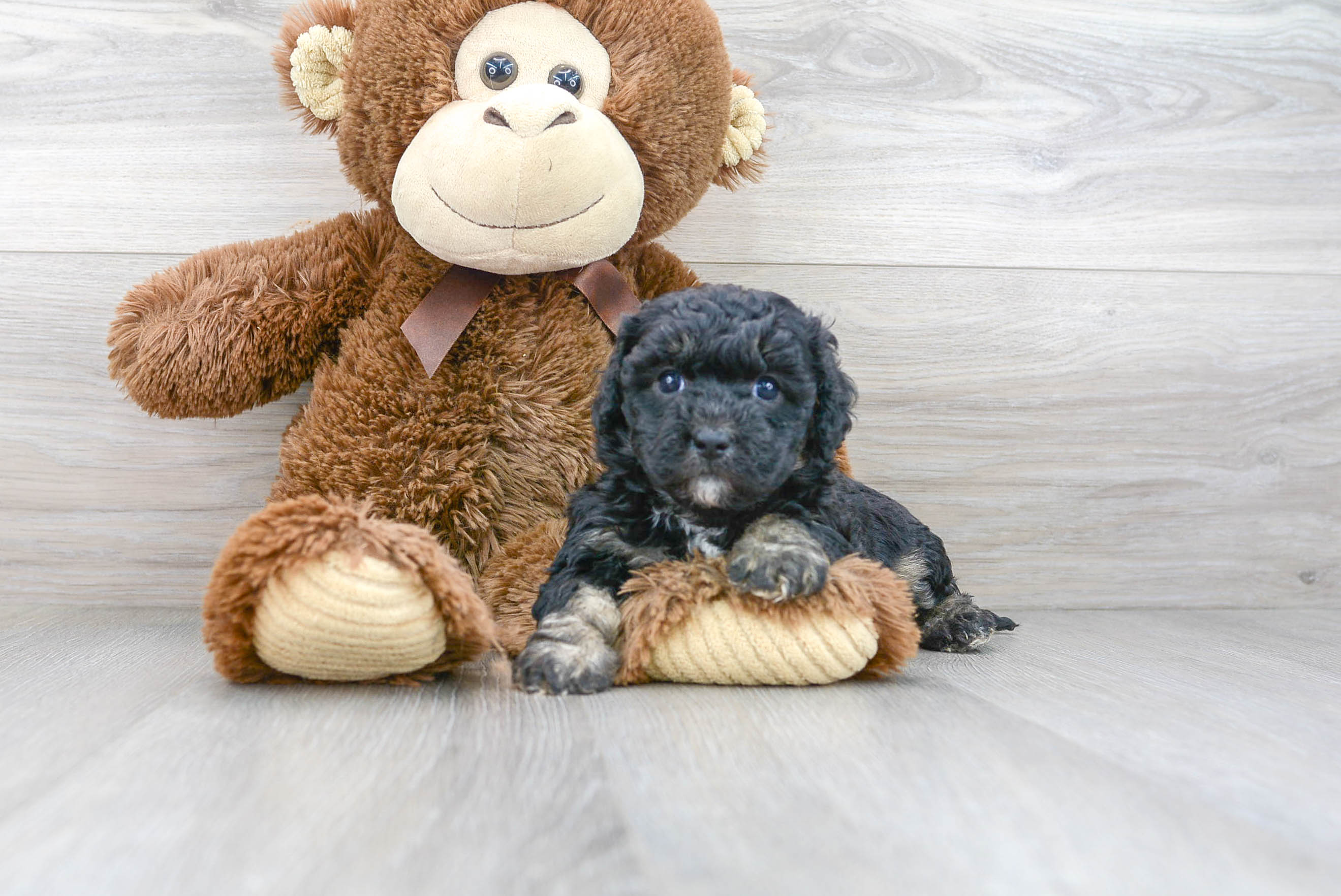 Hypoallergenic Cavoodle Poodle Mix Puppy