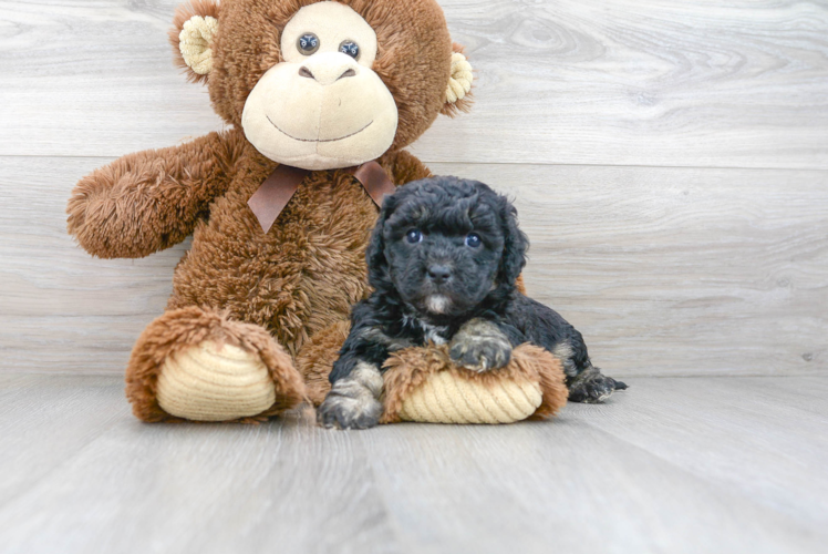 Hypoallergenic Cavoodle Poodle Mix Puppy