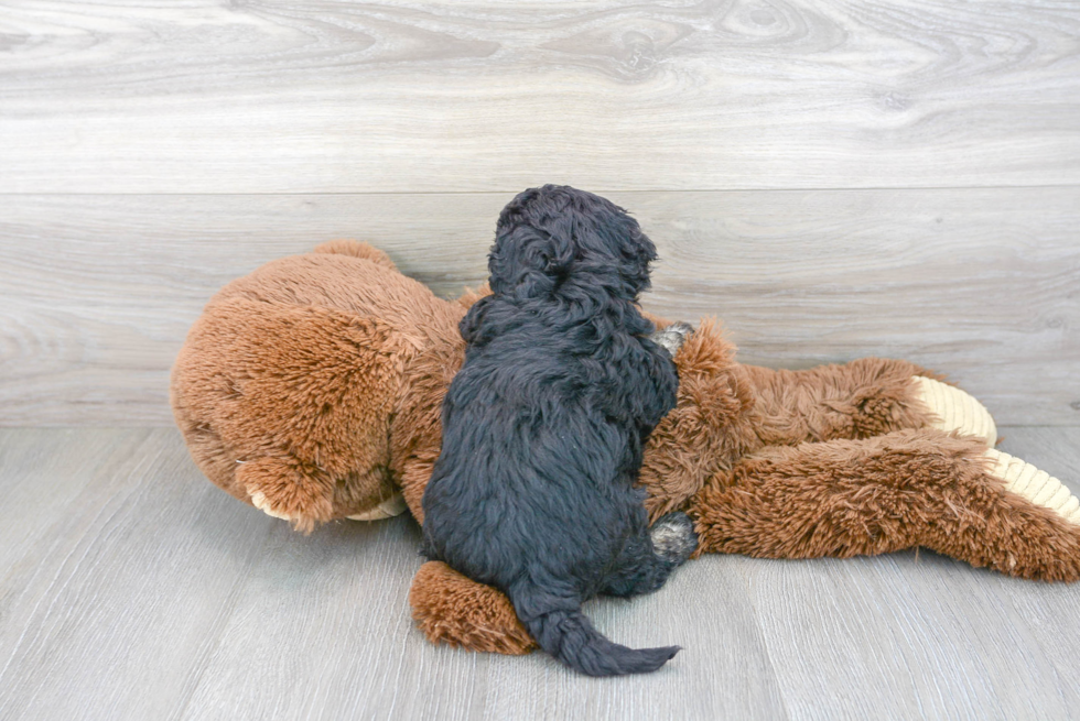 Energetic Cavoodle Poodle Mix Puppy