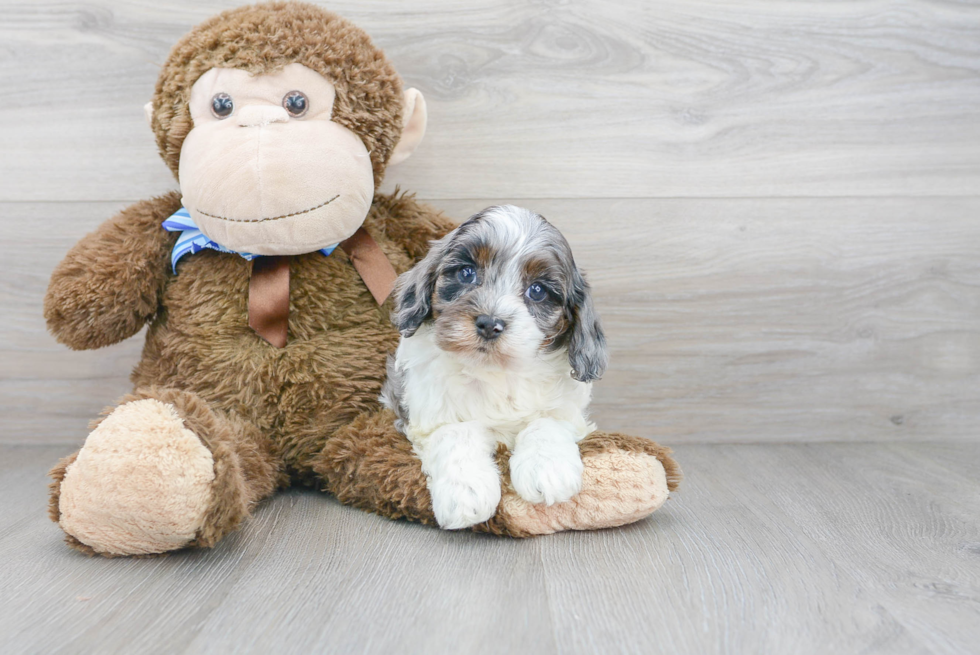 Hypoallergenic Cavoodle Poodle Mix Puppy