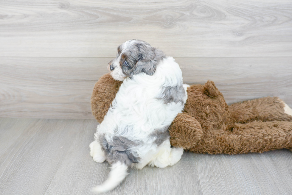 Sweet Cavapoo Baby