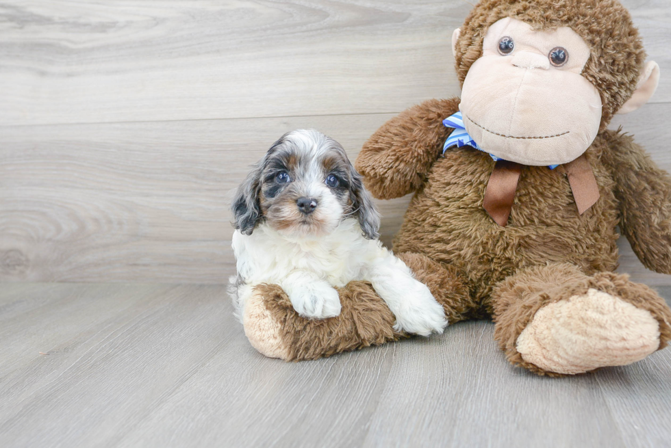 Energetic Cavoodle Poodle Mix Puppy