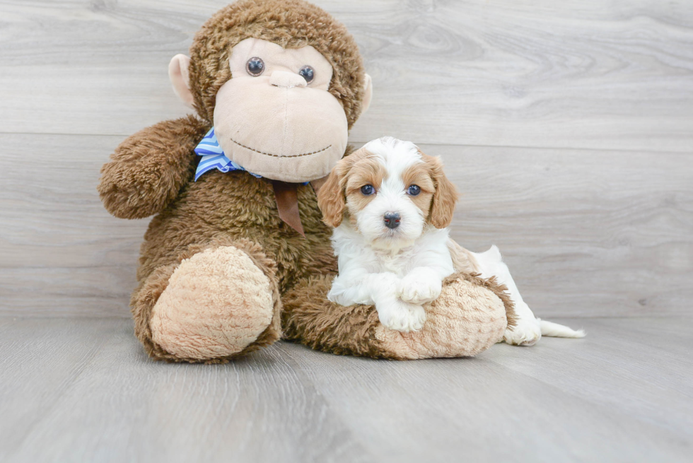 Happy Cavapoo Baby