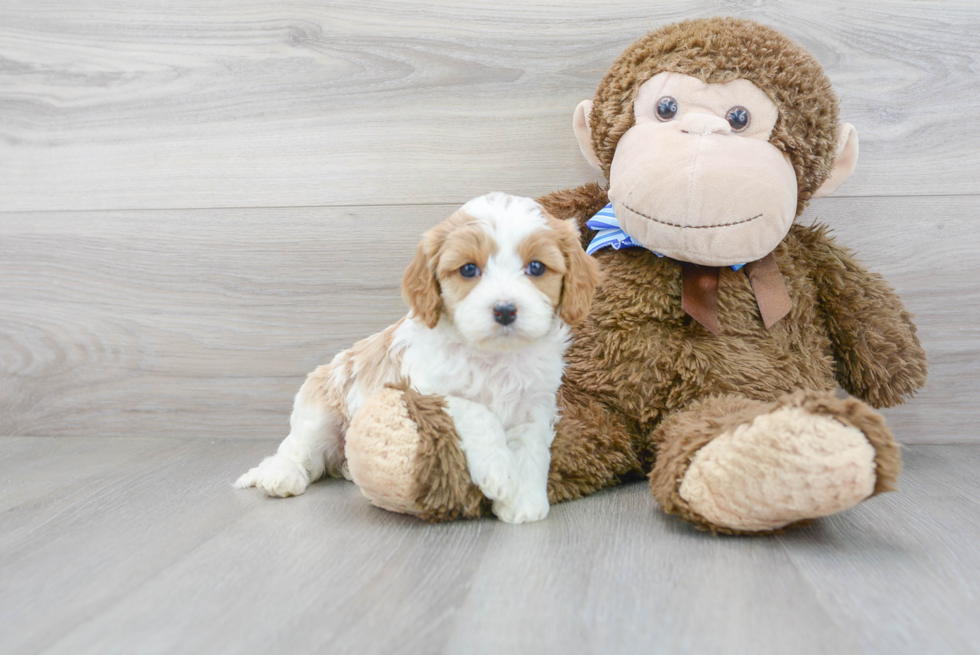 Cavapoo Pup Being Cute