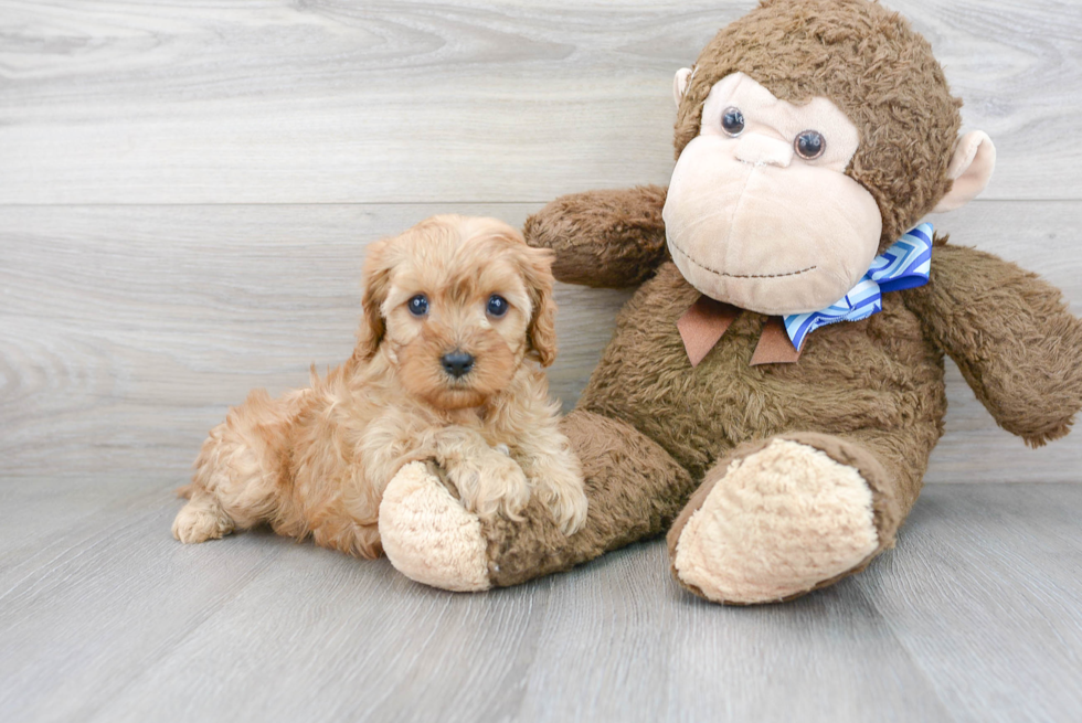 Cavapoo Pup Being Cute