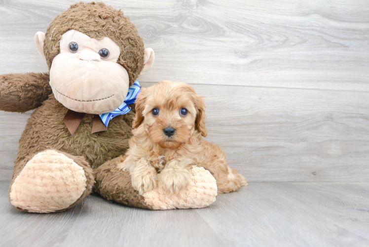 Funny Cavapoo Poodle Mix Pup