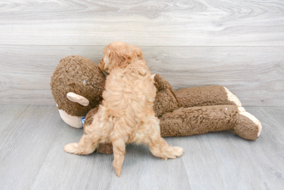 Petite Cavapoo Poodle Mix Pup