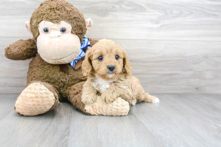 Playful Cavoodle Poodle Mix Puppy