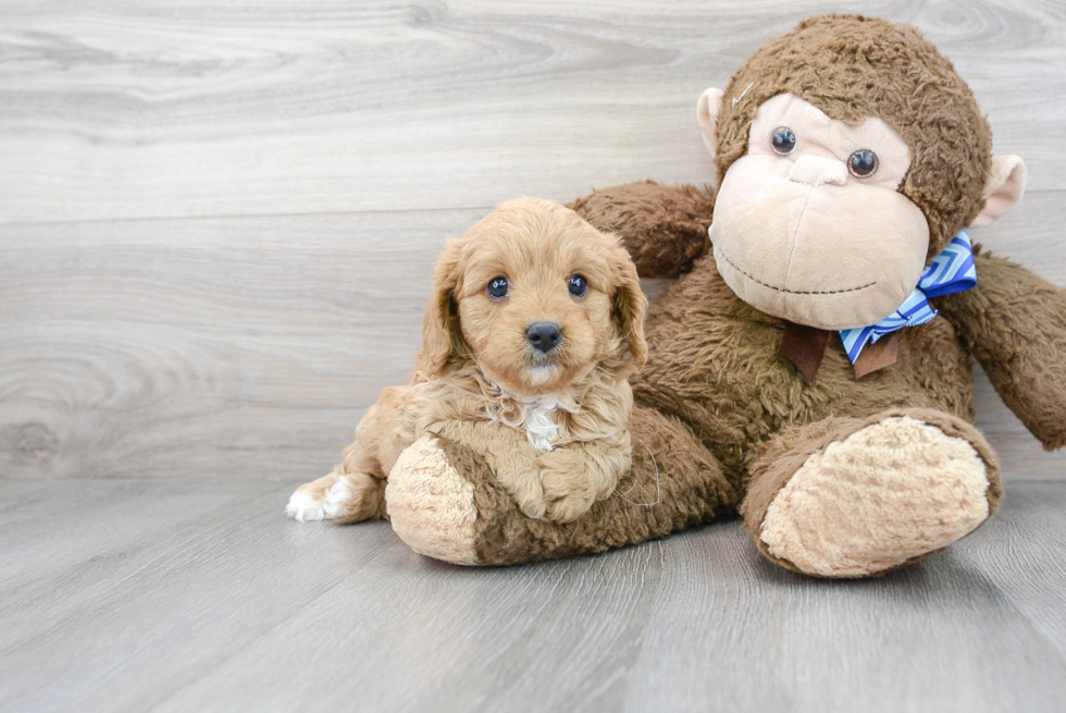 Small Cavapoo Baby