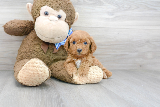 Popular Cavapoo Poodle Mix Pup