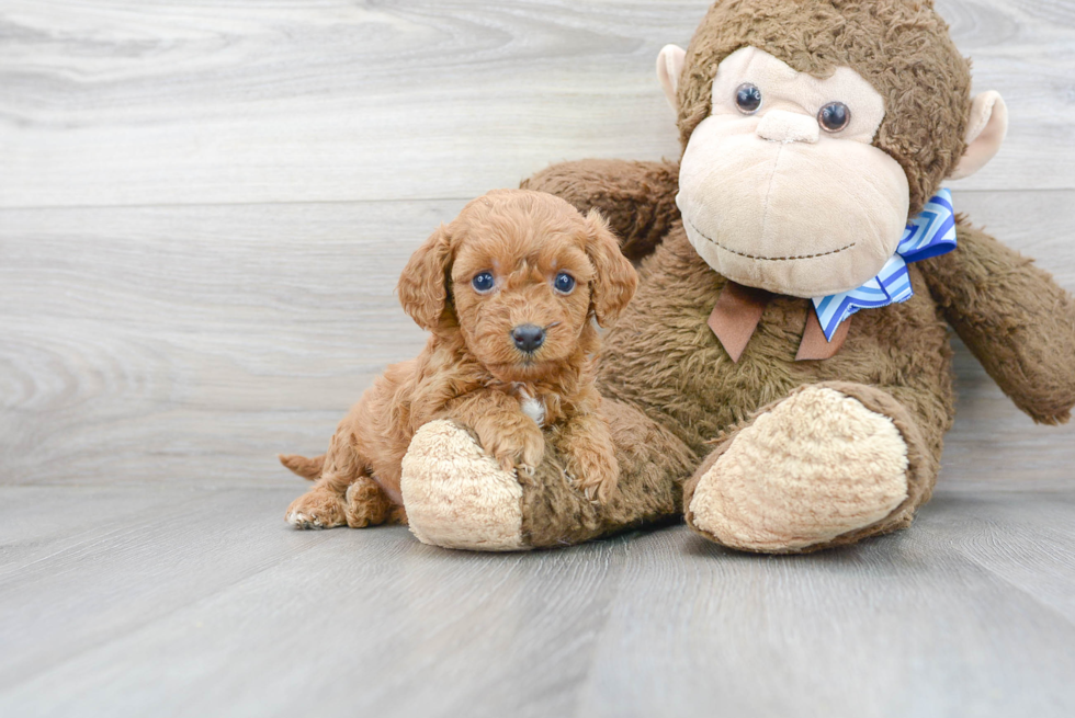 Friendly Cavapoo Baby