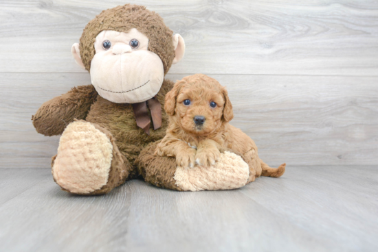 Cavapoo Pup Being Cute