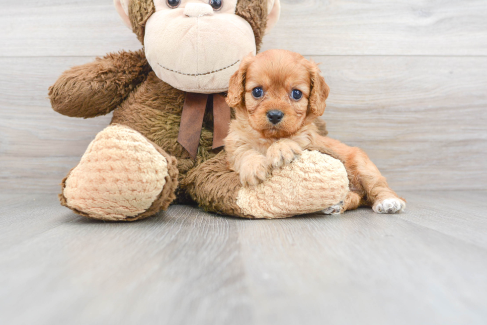 Cute Cavapoo Baby